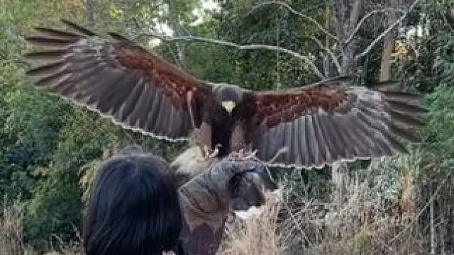 小女孩的宠物栗翅鹰 #国外视频分享 #奇妙的动物 #栗翅鹰