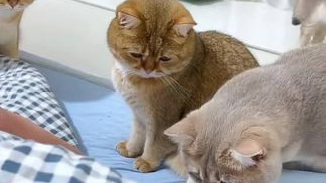 得守着铲屎的；怕他随时嘎了
#猫猫的心思全写在脸上了 #视频无不良引导纯属娱乐 #视频来源于网络侵权