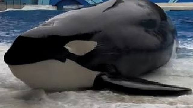 大虎鲸 #神奇的虎鲸 #野生动物零距离#虎鲸猎杀灰鲸#虎鲸有多大