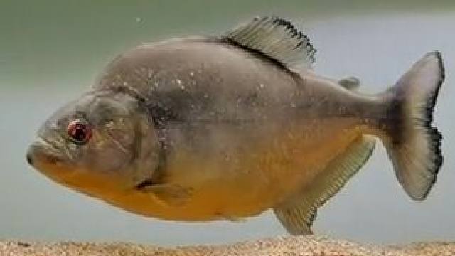 巴西普黑 超厚的下颚 咬合力是自身体重的30倍 #水虎鱼 #猛鱼 #秘鲁普黑#黑色食人鱼咬合力