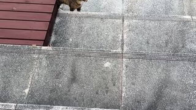 #萌宠出道计划 #谁能拒绝傻憨憨的小猫咪 #记录猫咪日常 #萌到爆炸了 #泥嚎小猫