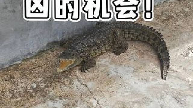一条鳄生只有一次凶的机会！ #鳄鱼 #鳄珍 #鳄鱼皮带