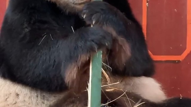 大熊猫三胞胎老二帅帅吃竹子霸气