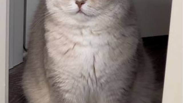 姨姨们 胖需要你们！！第一轮截止日期到7.1 冲啊#小猫日记 #猫王大赛