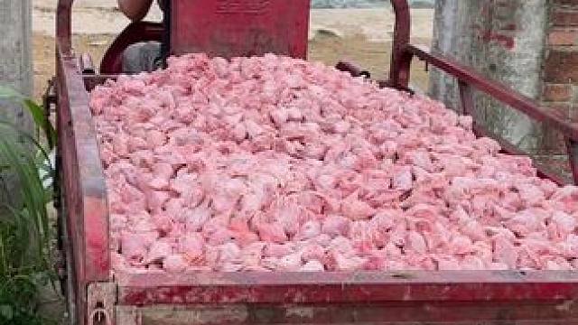 喂个鱼……#鳄鱼养殖场 #非专业人士请勿模仿