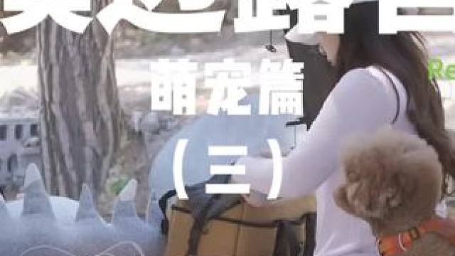 溪边露营：萌宠篇（三）
 #露营 #萌宠  #助眠 #户外露营 #上热门