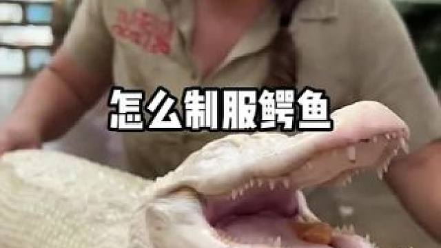 怎么制服鳄鱼#鳄鱼 #知识分享