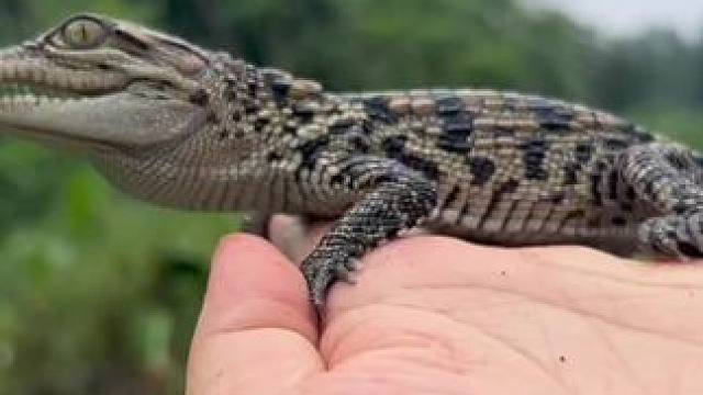 #鳄鱼养殖场 #爬宠日常 #鳄鱼苗