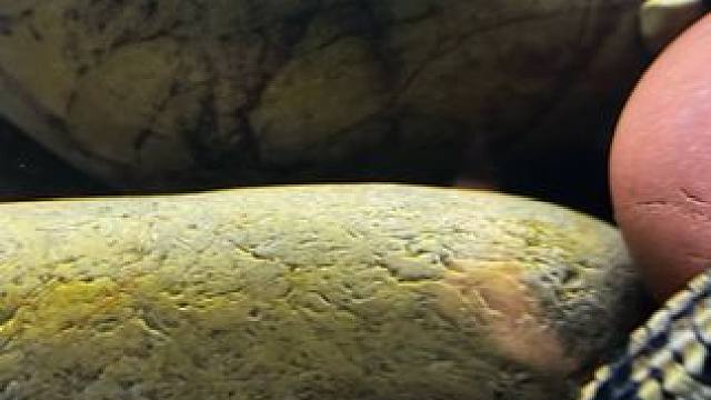 沉浸式欣赏小鳄鱼 #水族馆 #鱼菜共生系统 #鳄鱼苗