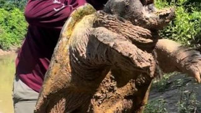 国外小伙捉到一只大鳄龟 #国外视频分享 #野生动物零距离 #鳄龟