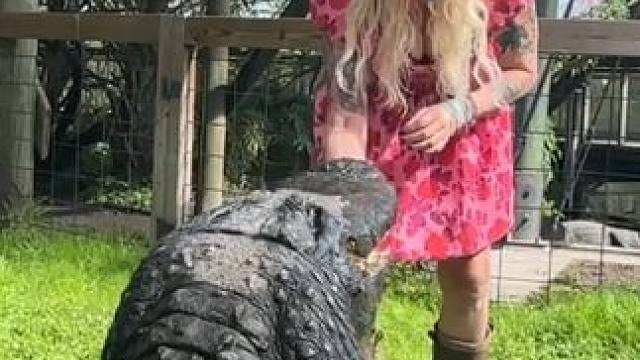 喂鳄鱼 #国外视频分享 #野生动物零距离 #专业操作请勿模仿