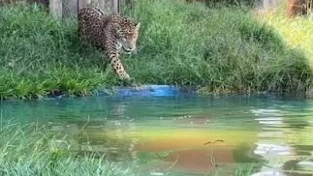 美洲豹潜水取餐 #国外视频分享 #野生动物零距离 #美洲豹