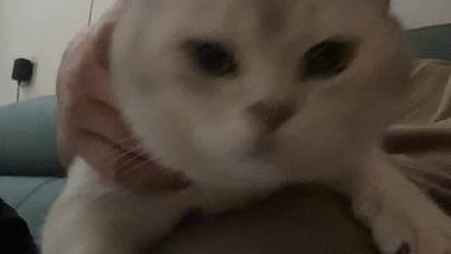 #精神状态belike 傻猫