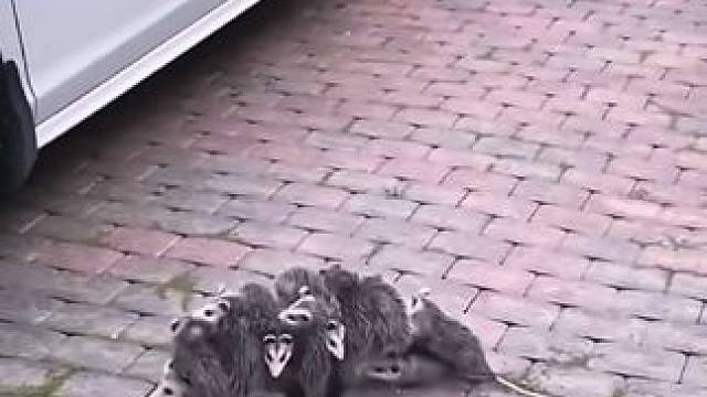 #国外视频分享 #野生动物零距离 #负鼠妈妈带着孩子