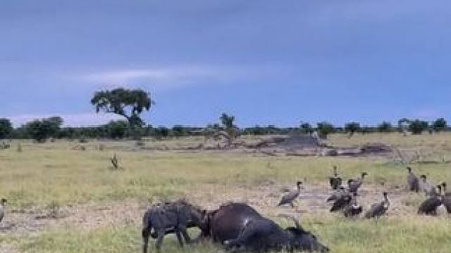 主任鬣狗又抢到一顿大餐 #国外视频分享 #野生动物零距离 #鬣狗