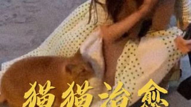 这个世界不能没有猫猫侠，它能治愈你的一切坏情绪！ #喵星人 #治愈#暖心#萌宠