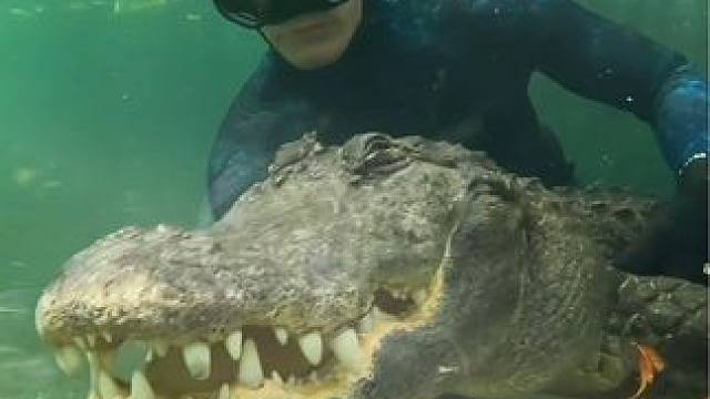 抓到一条鱼唉！#动物的迷惑行为 #人与动物和谐共处 #亲眼看到了动物世界里的场景 