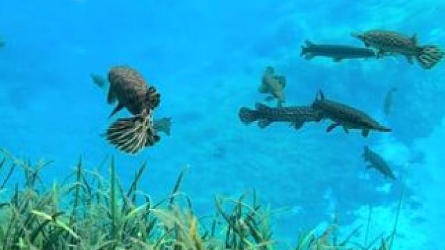 密密麻麻的鳄雀鳝 #国外视频分享 #水下摄影 #清澈见底的水