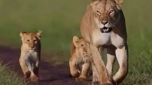 母子三人巡视领地
#看动物世界品百味人生 #野生动物零距离 #亲眼看到了动物世界里的场景 #狮子王 