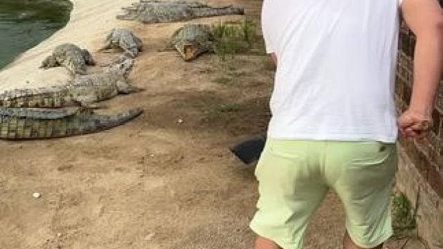 家人们，快来看湾湾吃土……#鳄鱼养殖场 #非专业人士请勿模仿