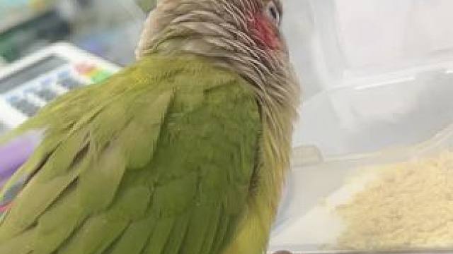 你是有多困？吃着吃着都要睡着了，#合法饲养 #手养鹦鹉 #贪吃的小家伙