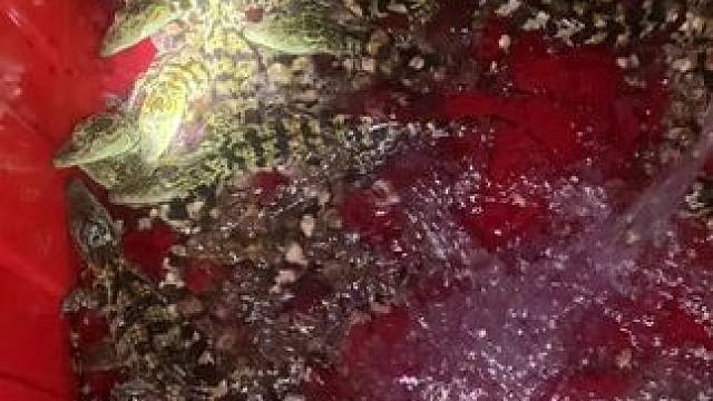 小鳄鱼，大量现货