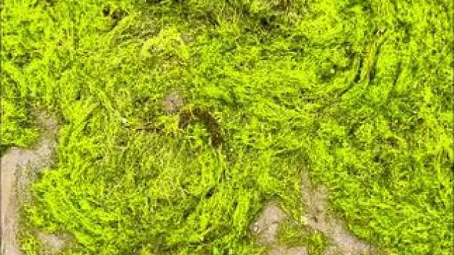 #海风追潮汐 #总有一片海值得你去看看 #赶海为何让人着迷 #吹吹风散散心 #夏日的海与风是双倍温柔