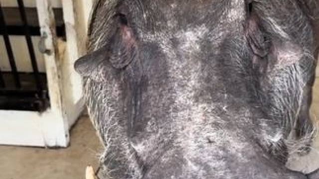 草原网红疣猪蓬蓬吃苹果 #国外视频分享 #宠物 #疣猪