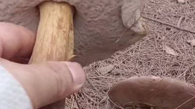 捡菌子第四十天，新苦粉孢牛肝菌，请大家注意识别，别误食。#新苦粉孢牛肝菌 #捡菌子 #山货 #户外打