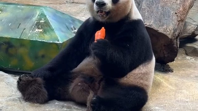 看国宝大熊猫三胞胎老三酷酷吃胡萝卜好可爱