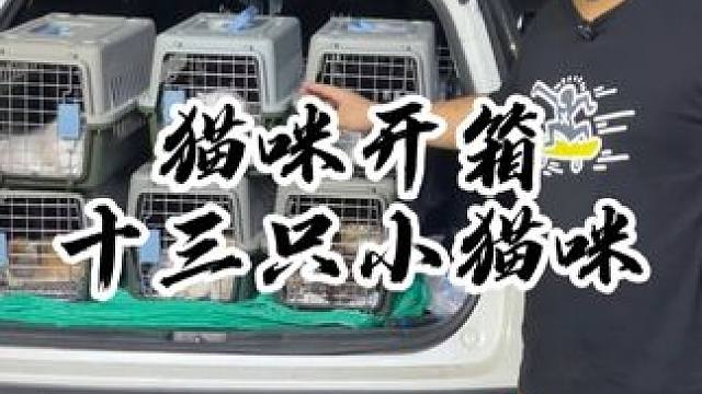 今天收获满满 又是收十多只猫咪的一天！#壮实说猫 #缅因