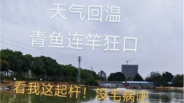 连续下了个把月雨，天气升温，青鱼连竿！ #2024dou来钓鱼 #钓鱼人