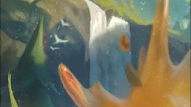 最后储备（下）该你玩了…#云顶之弈 #金铲铲之战 #金铲铲s6返场爆料