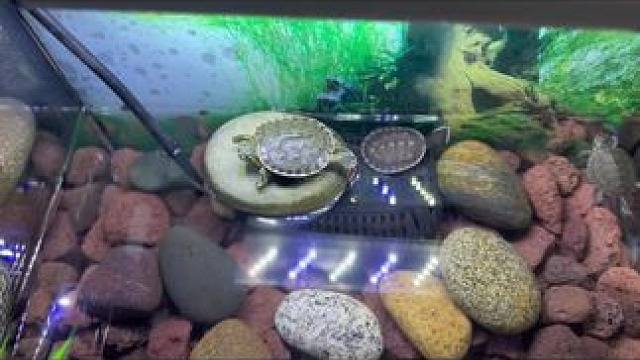 #鳄鱼养殖场 #爬宠日常