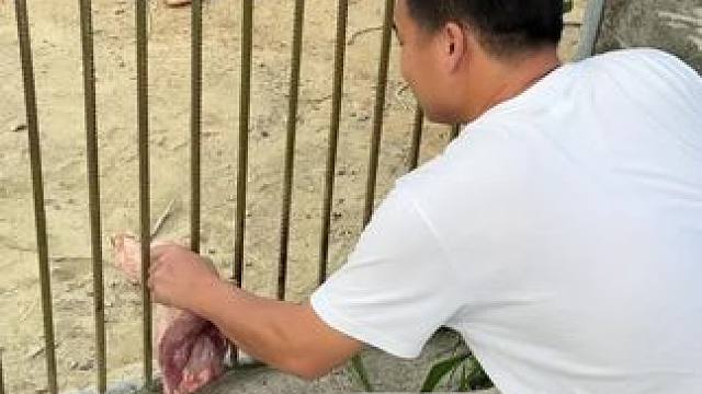 海鲜吃不惯，还是猪脚香……#鳄鱼养殖场 #非专业人士请勿模仿