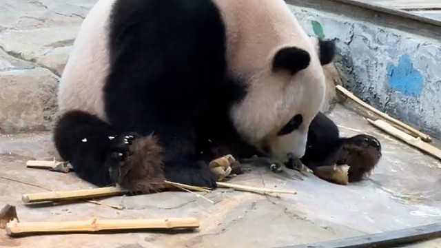 国宝大熊猫三胞胎老三酷酷吃完竹笋还想吃