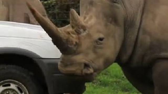 巨大的犀牛 脖子像腰一样粗  太壮了#野生动物零距离 #弱肉强食的动物世界 #动物战力大比拼