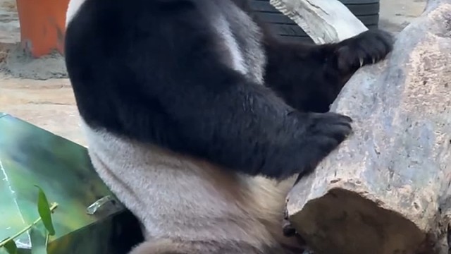 大熊猫三胞胎老三酷酷吹空调还是好热啊