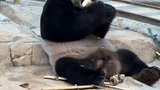 国宝大熊猫三胞胎老三酷酷吃竹笋好开心