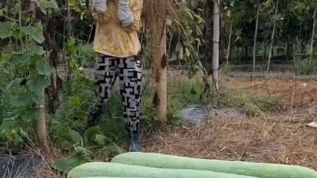 这大冬瓜，用的是膨大剂