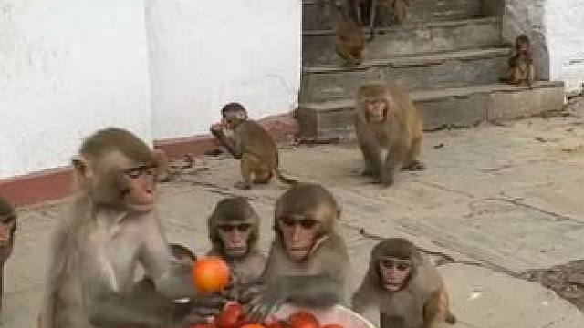 猴子吃西红柿#国外视频分享 #猴子成精 #狗狗