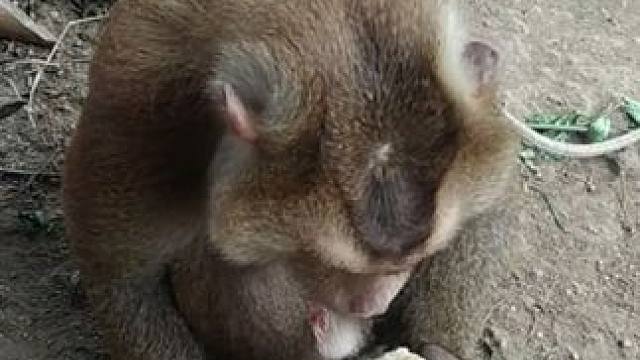 打工猴吃饭团 #国外视频分享 #猴子成精 #打工猴