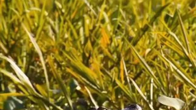 猫吃鱼 #国外视频分享 #野生动物零距离 #美洲豹vs鳄鱼