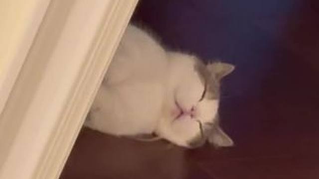 #记录猫咪日常 #我镜头下的小猫 #谁能拒绝傻憨憨的小猫咪 #猫咪