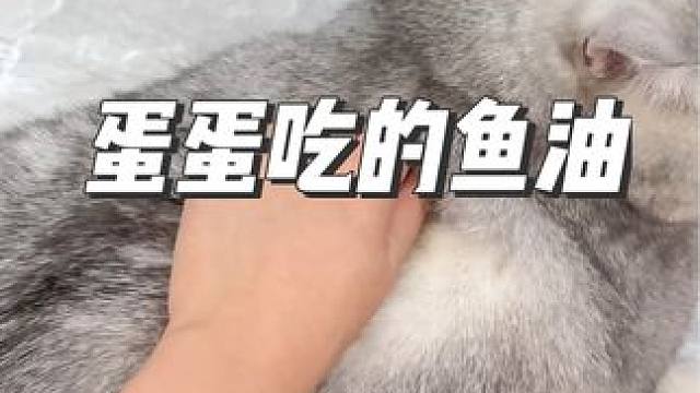 很多人都问蛋蛋掉毛怎么样？也掉一些，但不是很多。 虽然我们家里有小孩，但是我们从来没有因为掉毛而烦恼