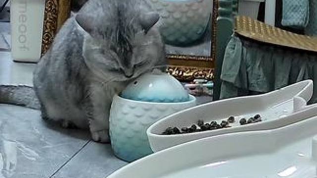 来看小猫咪喝水 #记录猫咪日常 #监控下的一幕 #猫咪喝水
