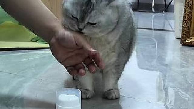 蛋蛋今晚又远航了，留老登一个人忙活 #记录猫咪日常 #监控下的一幕 #抖in萌宠计划