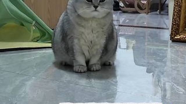 阿蛋：老登你能不能好好走路，为啥要从我头上跨过去？ #记录猫咪日常 #它真的好像个小宝宝