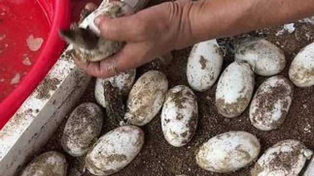 咕噜噜……#鳄鱼养殖场 #非专业人士请勿模仿 #鳄鱼