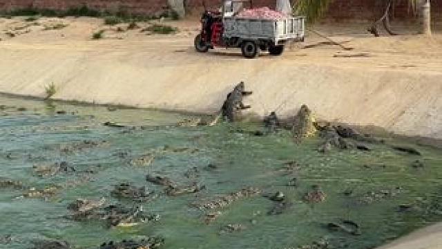 欢迎新来的同事……#鳄鱼养殖场 #非专业人士请勿模仿